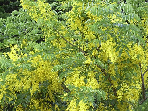 ナンバンサイカチ ナンバンサイカチ