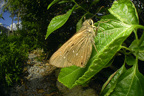 チャバネセセリ チャバネセセリ