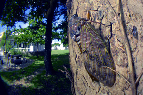 リュウキュウアブラゼミ リュウキュウアブラゼミ