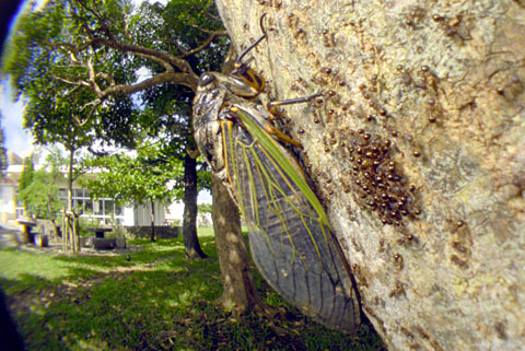 クマゼミ クマゼミ