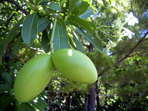 オキナワキョウチクトウ オキナワキョウチクトウ