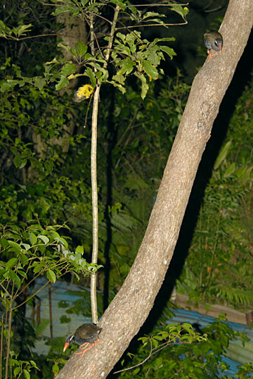 ヤンバルクイナ ヤンバルクイナ