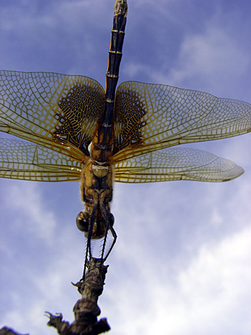 ハネビロトンボ