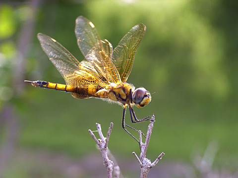 ハネビロトンボ