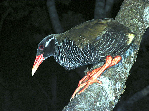 ヤンバルクイナ