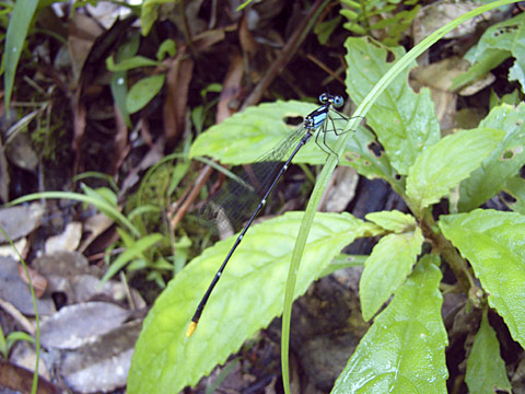 リュウキュウルリモントンボ