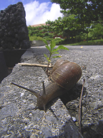 シュリマイマイ？