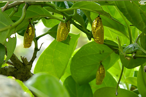 オオゴマダラ蛹