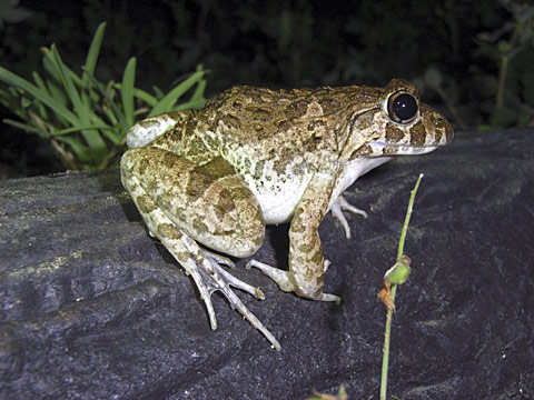 サキシマヌマガエル