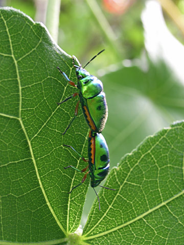 ミヤコキンカメムシ