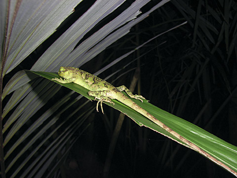 サキシマキノボリトカゲ