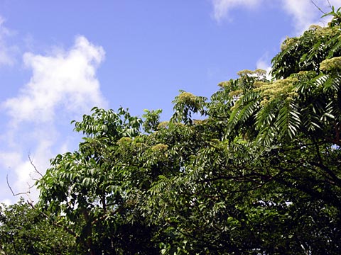 カラズザンショウ花