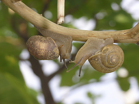 ウスカワマイマイ