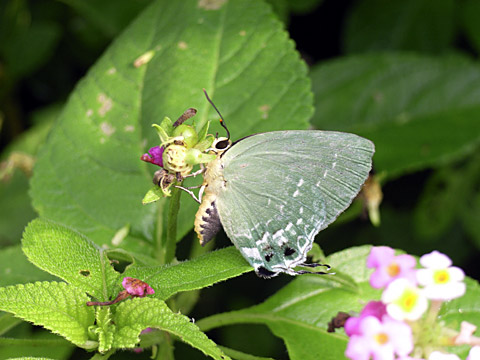 イワカワシジミ
