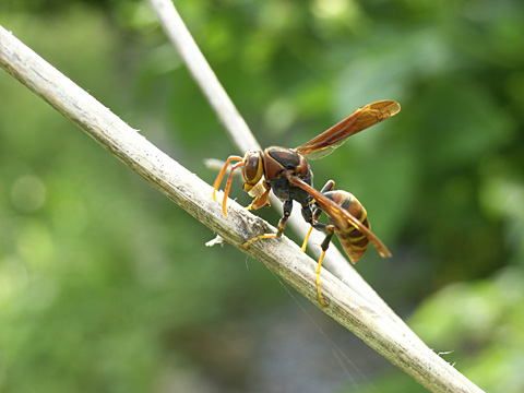 ヤマトアシナガバチ？