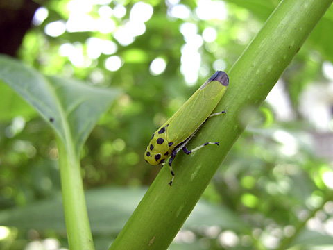 ツマグロオオヨコバイ