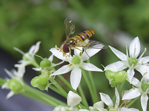 ホソヒラタアブ
