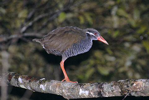 ヤンバルクイナ