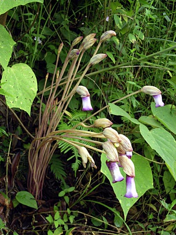 ナンバンギセル