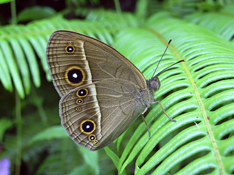 リュウキュウヒメジャノメ