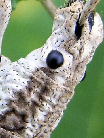 オキナワクワゾウムシ