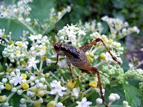 マダラコオロギ幼虫