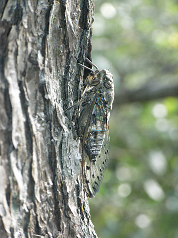 オオシマゼミ