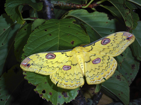 ハグルマヤママユ