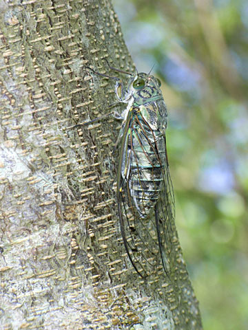 クロイワツクツク