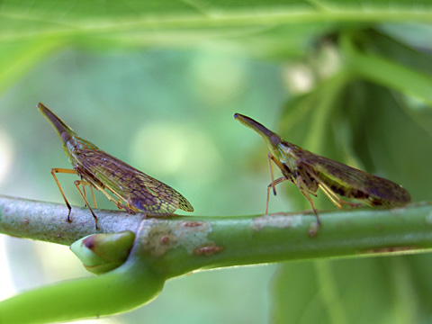 オキナワテングスケバ