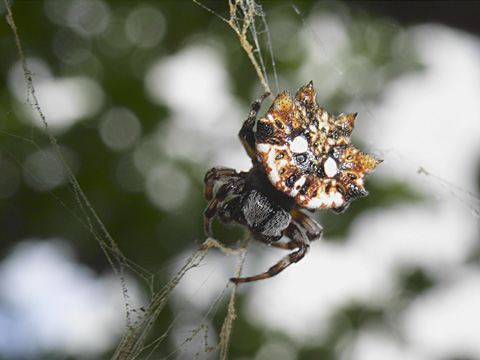 チブサトゲグモ