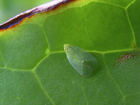 ミドリグンバイウンカ