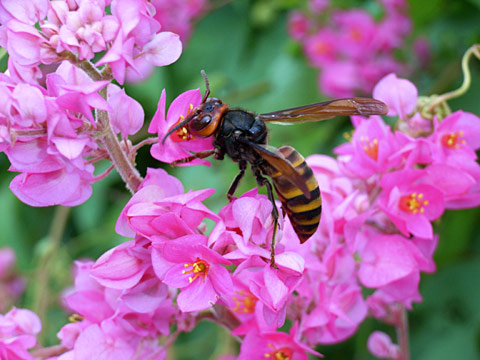 コガタスズメバチ