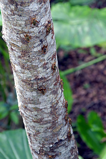 マダラコオロギ