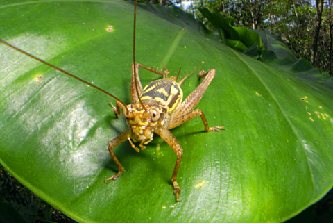 マダラコオロギ