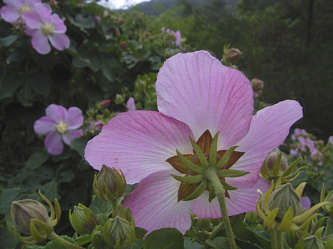 サキシマフヨウ