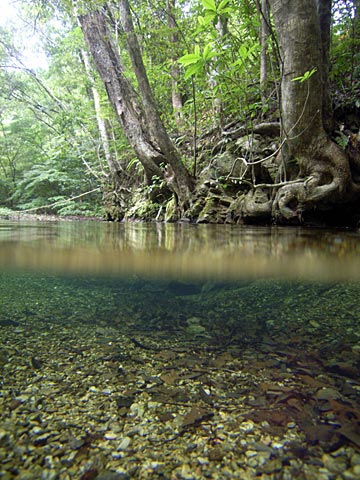 渓流環境