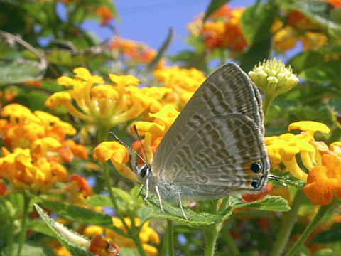 ウラナミシジミ