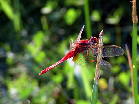 ショウジョウトンボ