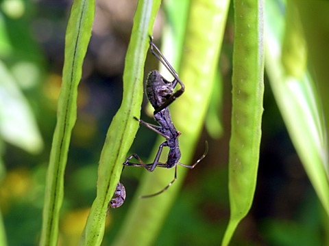 キスジホソヘリカメムシ幼虫