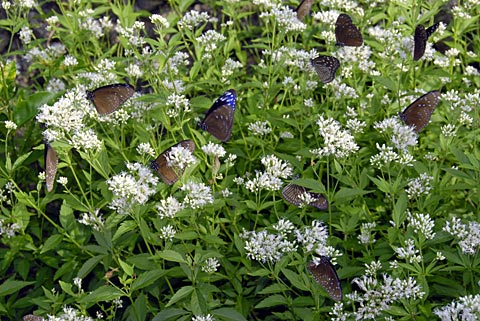 ツマムラサキマダラ