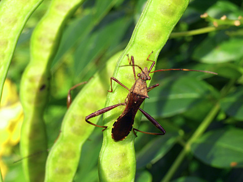 キスジホソヘリカメムシ成虫
