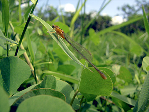 コフキヒメイトトンボ雌