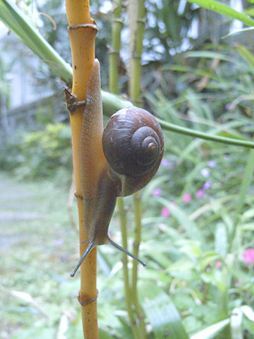 ウスカワマイマイ ウスカワマイマイ