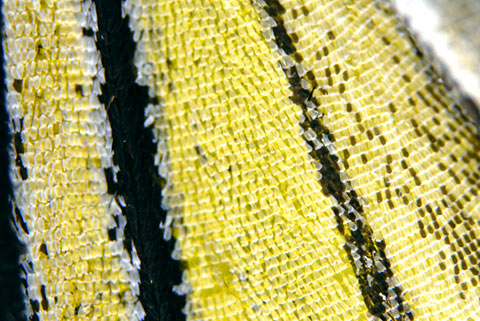 オオゴマダラ翅 オオゴマダラ翅