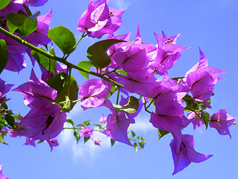 ブーゲンビリア ブーゲンビリア