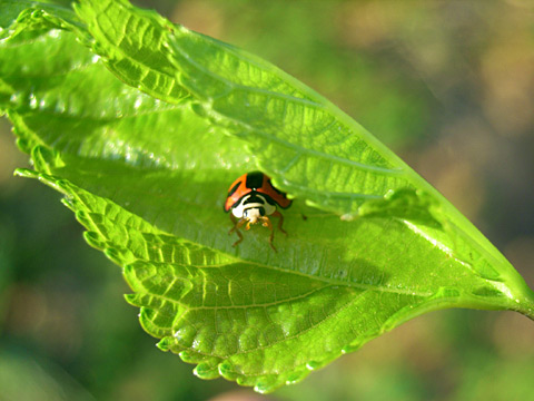 ダンダラテントウ ダンダラテントウ