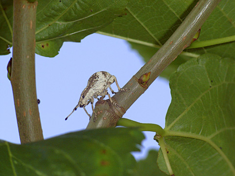 オキナワクワゾウムシ オキナワクワゾウムシ