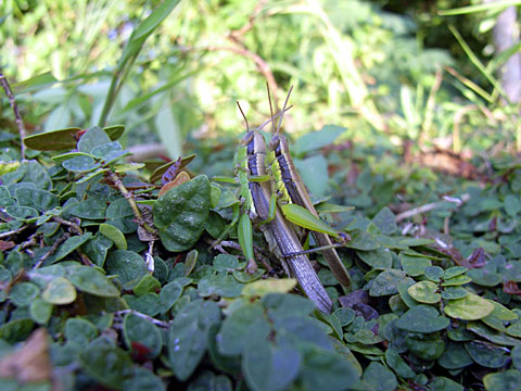 タイワンハネナガイナゴ タイワンハネナガイナゴ