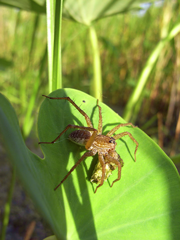 キクヅキコモリグモ キクヅキコモリグモ